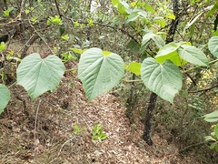Vitis tiliifolia