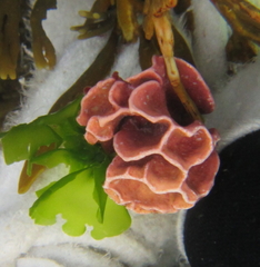 Lithophyllum carpophylli