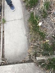 Allium schoenoprasum