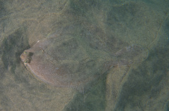 Xystreurys liolepis
