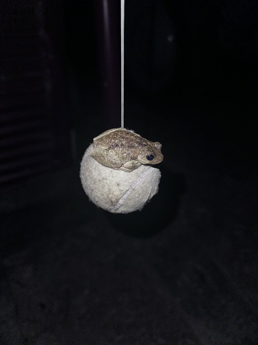 Peron's Tree Frog, Northern Yengo Perimeter Trl, Broke, NSW, AU, photo 4 of 10