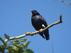 Sri Lanka Hill Myna photo 1