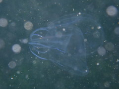 Bolinopsis microptera