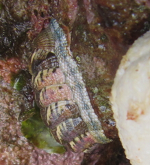 Sypharochiton sinclairi