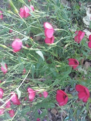 Linum grandiflorum