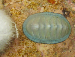 Chiton glaucus