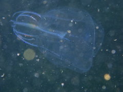 Bolinopsis microptera