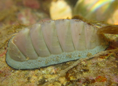 Chiton glaucus