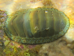 Chiton glaucus