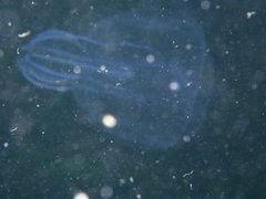 Bolinopsis microptera