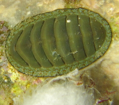 Chiton glaucus
