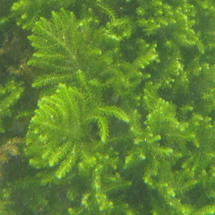 Caulerpa flexilis