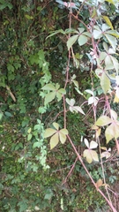 Tetrastigma obtectum glabrum