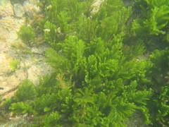 Caulerpa flexilis