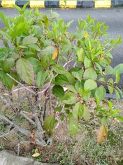 Hibiscus rosa-sinensis