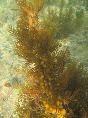 Carpophyllum plumosum