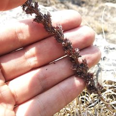 Thompsonella minutiflora