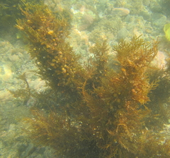 Carpophyllum plumosum