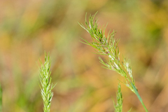 Poa bulbosa vivipara