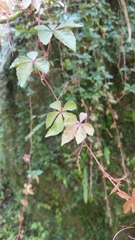 Tetrastigma obtectum glabrum