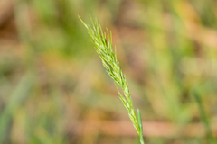 Poa bulbosa vivipara