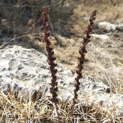 Thompsonella minutiflora