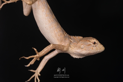 Wang’s Garden Lizard, photo 7 of 9