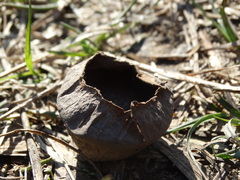 Urnula