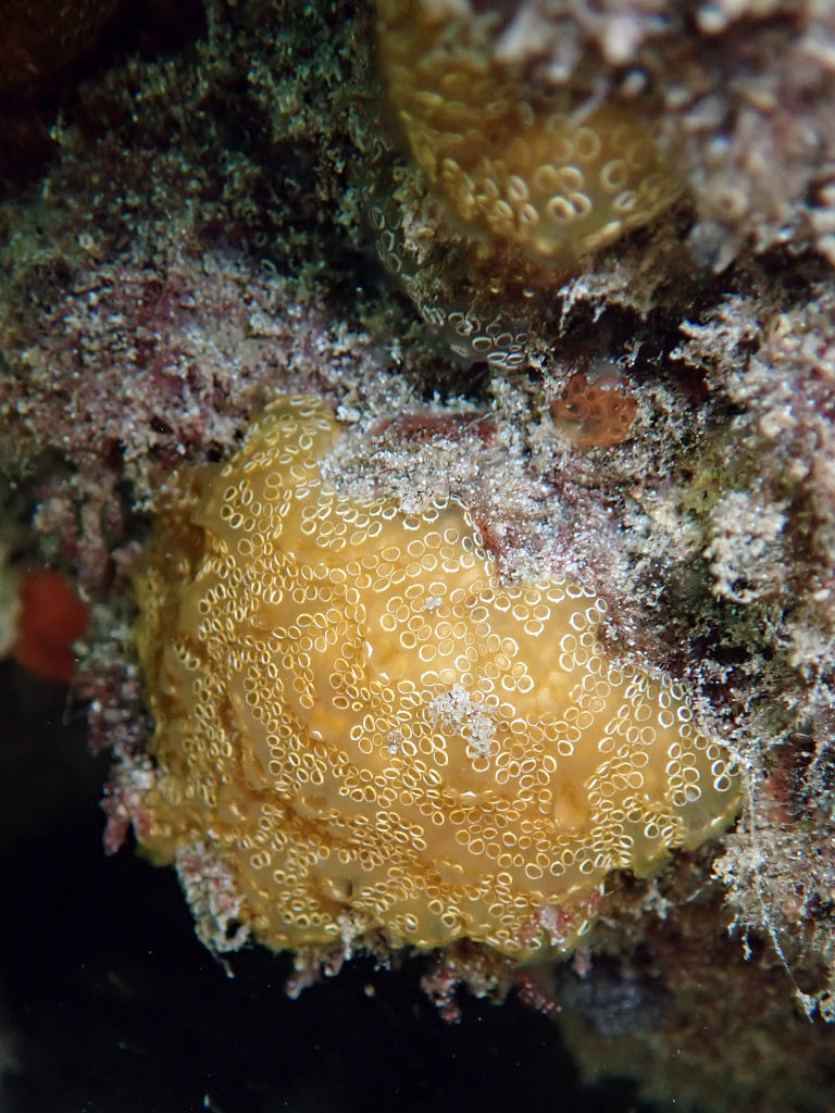 Distaplia bermudensis Van Name, 1902
