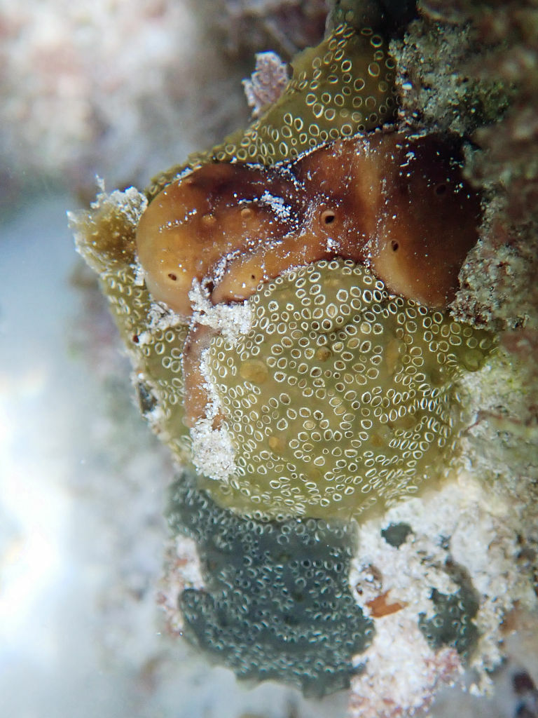 Distaplia bermudensis Van Name, 1902