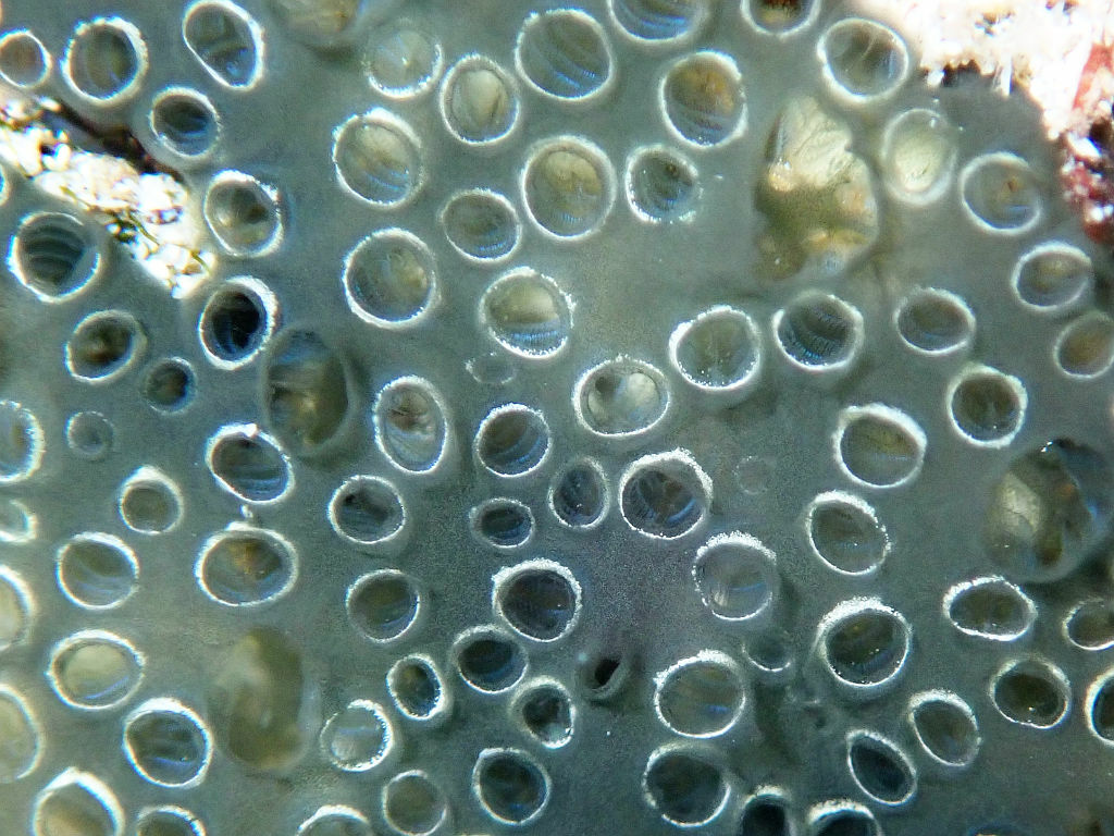 Distaplia bermudensis Van Name, 1902