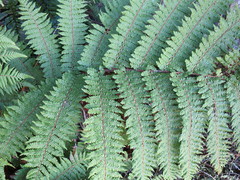 Cyathea colensoi