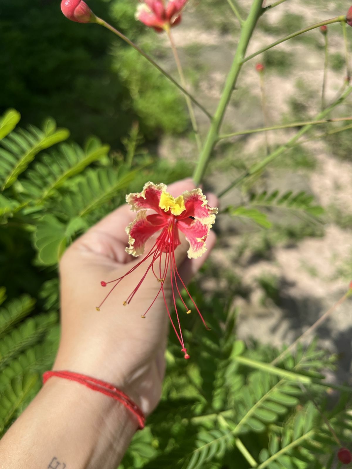 Caesalpinia pulcherrima