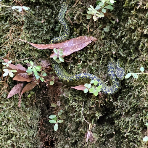 Talamancan Palm Pit Viper