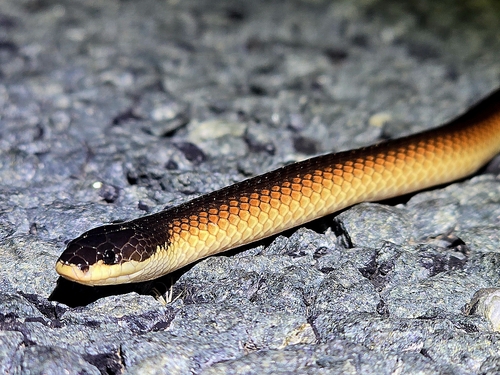 Black-naped Hooded Snake sighting