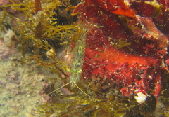 Palaemon affinis