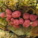 Hypsistozoa fasmeriana - Photo (c) tangatawhenua, some rights reserved (CC BY-NC), uploaded by tangatawhenua
