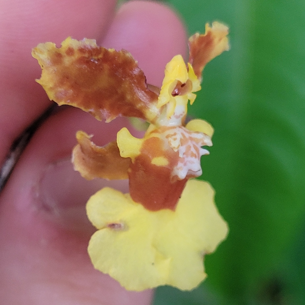 Oncidium dichromaticum