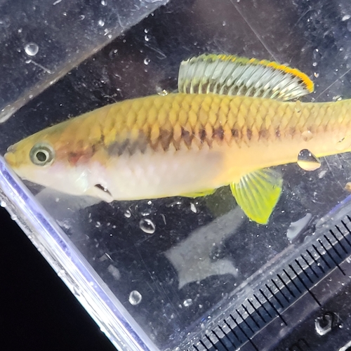 Terraba toothcarp (Brachyrhaphis terrabensis) — Poeciliidae — 4