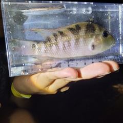 Diquis Cichlid photo 2