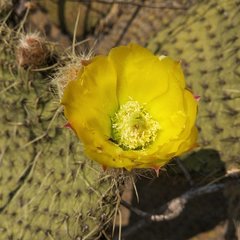 Opuntia huajuapensis