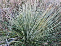 Aciphylla subflabellata