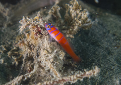 Lythrypnus dalli