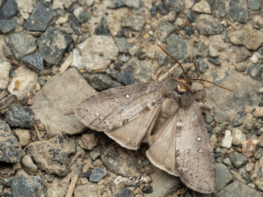Demopsestis punctigera