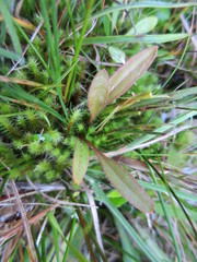 Plantago raoulii