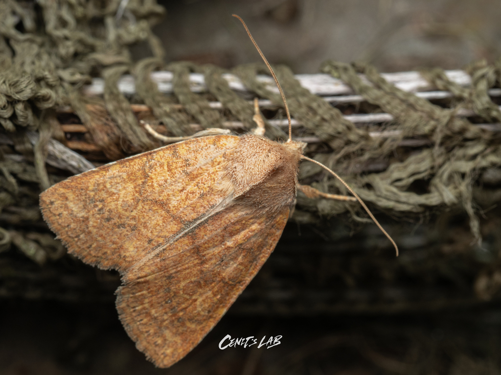 Jodia sericea