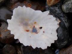 Patelloida corticata