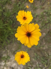 Coreopsis linifolia