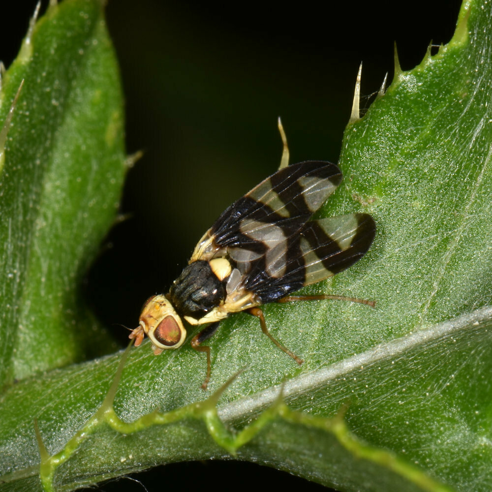 Thistle Stem Gall Fly from Waterloo, ON, Canada on June 22, 2023 at 06: ...