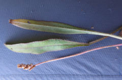 Plantago raoulii